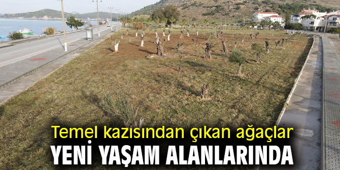 Temel kazısından çıkan ağaçlar yeni yaşam alanlarında