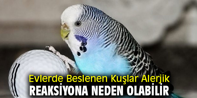 Dikkat! Evlerde Beslenen Kuşlar Alerjik Reaksiyona Neden Olabilir