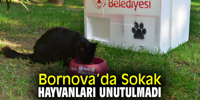 Bornova’da Sokak hayvanları unutulmadı