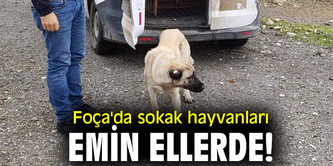 Foça'da sokak hayvanları emin ellerde!
