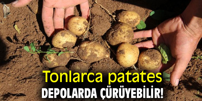 Tonlarca patates depolarda çürüyebilir!