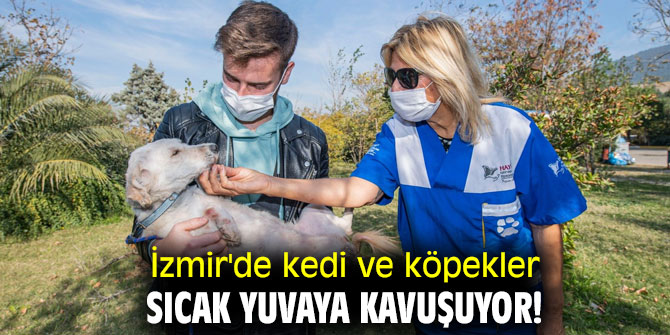 İzmir'de kedi ve köpekler sıcak yuvaya kavuşuyor!