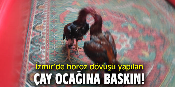 İzmir’de horoz dövüşü yapılan çay ocağına baskın!