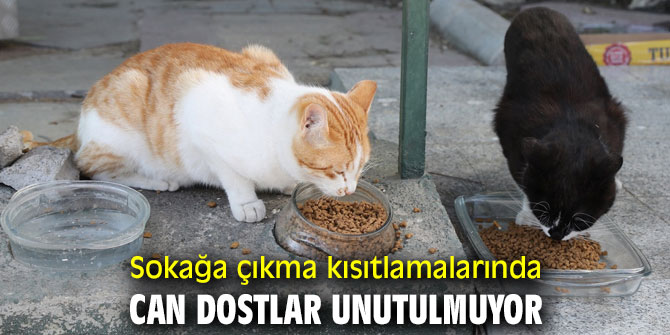 Sokağa çıkma kısıtlamalarında can dostlar unutulmuyor