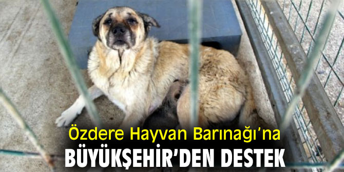 İBB'den Özdere Hayvan Barınağı’na destek