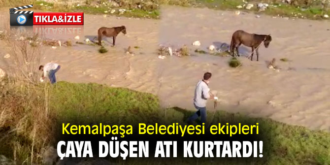 Kemalpaşa Belediyesi ekipleri çaya düşen atı kurtardı!