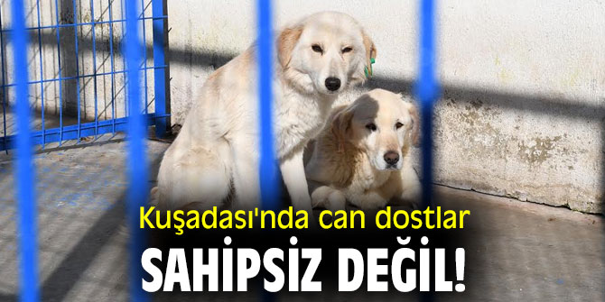 Kuşadası'nda can dostlar sahipsiz değil!