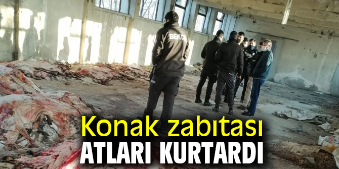 Konak Belediyesi Zabıtası Atları kurtardı