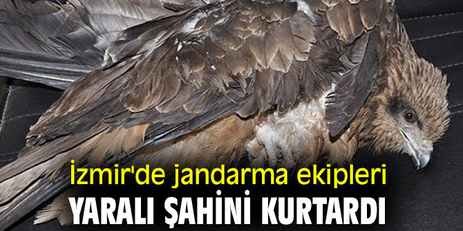İzmir'de jandarma ekipleri, yaralı şahini kurtardı