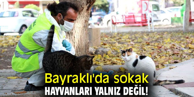 Bayraklı'da sokak hayvanları yalnız değil!