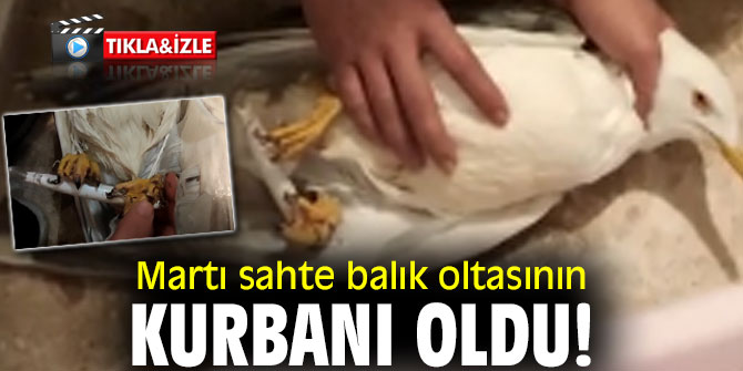 Martı sahte balık kurbanı oldu!