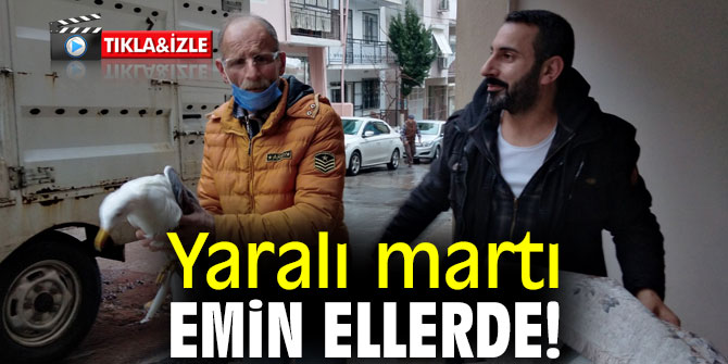 Yaralı martı emin ellerde!