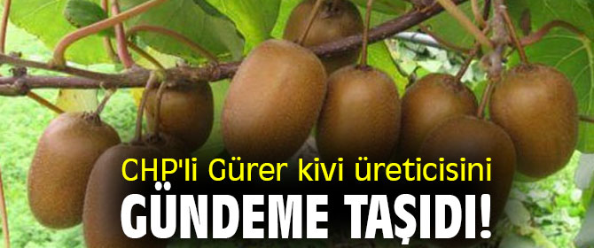 CHP'li Gürer kivi üreticisini gündeme taşıdı!