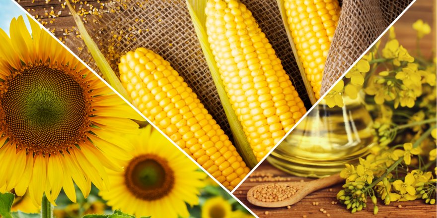 1000 Çiftçi 1000 Bereket programı verimi arttırdı!