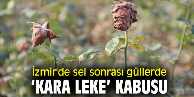 İzmir'de Sel sonrası güllerde ‘kara leke’ kabusu