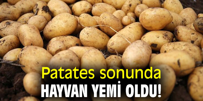 Patates sonunda hayvan yemi oldu!