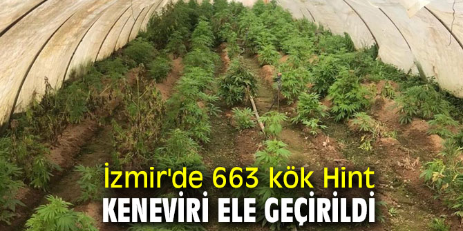 İzmir'de 663 kök Hint keneviri ele geçirildi