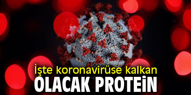 İşte koronavirüse kalkan olacak protein