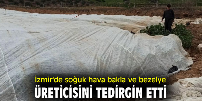 İzmir'de soğuk hava bakla ve bezelye üreticisini tedirgin etti