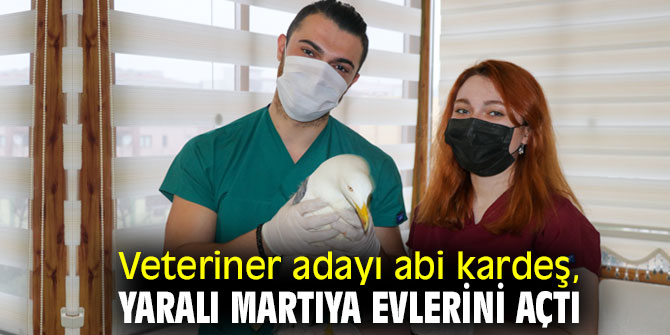 Veteriner adayı abi kardeş, yaralı martıya evlerini açtı