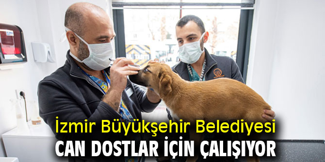 İzmir Büyükşehir Belediyesi can dostlar için çalışıyor