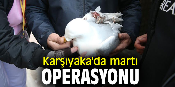 Karşıyaka'da martı operasyonu