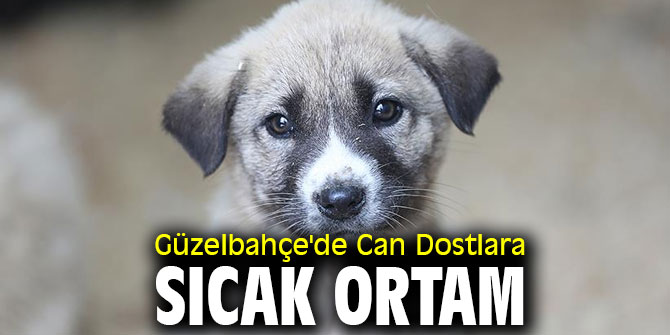 Güzelbahçe'de Can Dostlara Sıcak Ortam