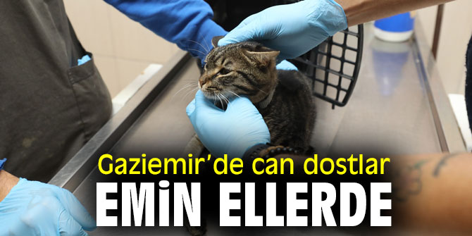 Gaziemir’de can dostlara 17 bin 886 kilo mama dağıtıldı