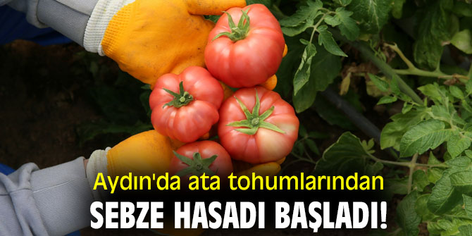  Aydın'da ata tohumlarından sebze hasadı başladı!