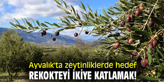 Ayvalık'ta zeytinliklerde hedef rekolteyi ikiye katlamak!