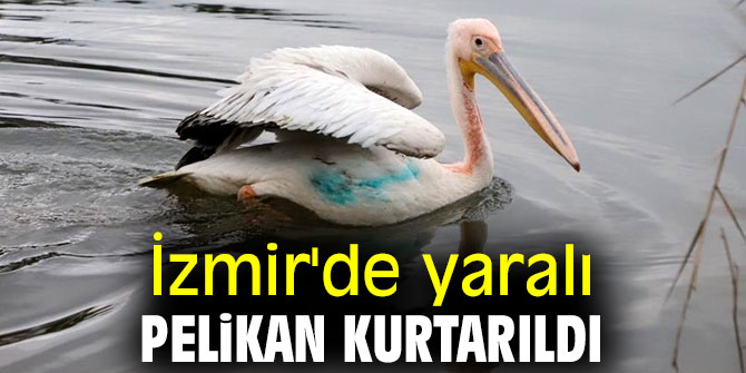 İzmir'de yaralı pelikan kurtarıldı