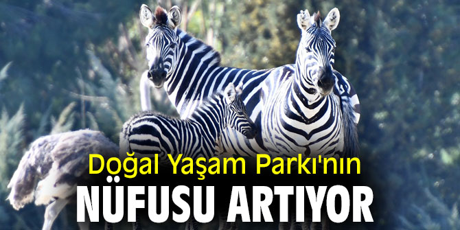 Doğal Yaşam Parkı'nın nüfusu artıyor