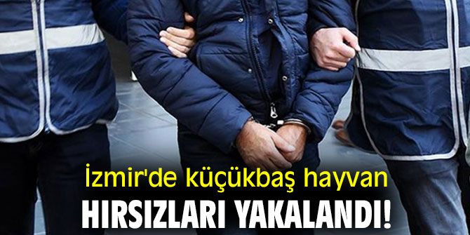 İzmir'de küçükbaş hayvan hırsızları yakalandı!