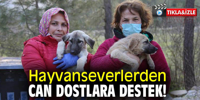 Hayvanseverlerden can dostlara destek!