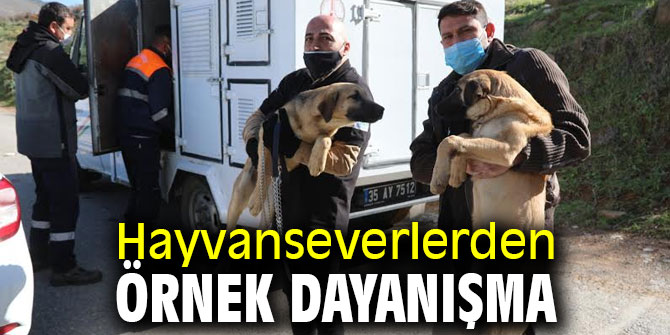 Bayraklı'da hayvanseverlerden örnek dayanışma