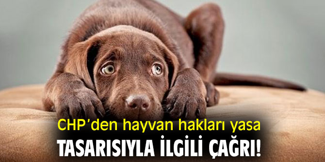CHP’den hayvan hakları yasa tasarısıyla ilgili çağrı!