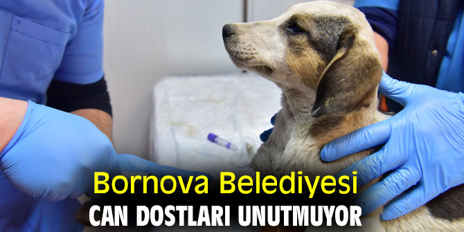 Bornova Belediyesi can dostları unutmuyor
