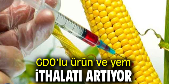 GDO’lu ürün ve yem ithalatı artıyor