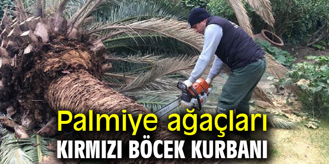Palmiye ağaçları kırmızı böcek kurbanı 
