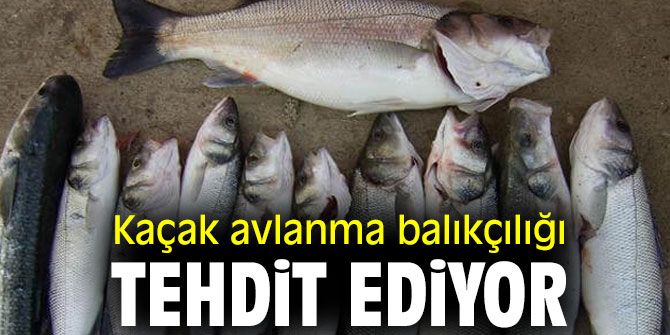 Kaçak avlanma balıkçılığı tehdit ediyor