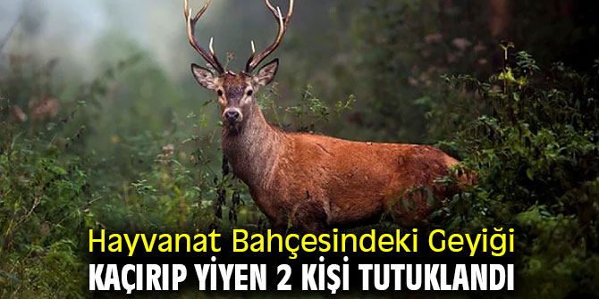 Hayvanat Bahçesindeki Geyiği Kaçırıp Yiyen 2 Kişi Tutuklandı