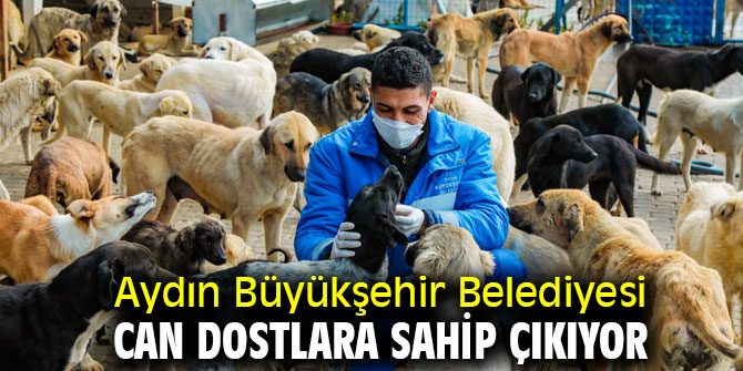 Aydın Büyükşehir Belediyesi can dostlara sahip çıkıyor