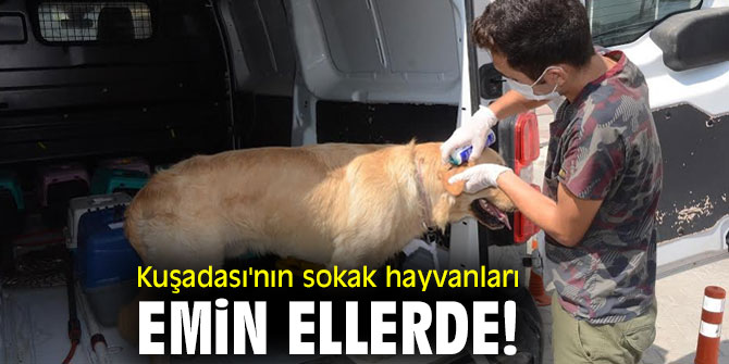 Kuşadası'nın sokak hayvanları emin ellerde!