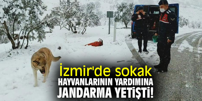 İzmir'de sokak hayvanlarının yardımına jandarma yetişti!