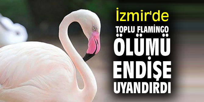 İzmir'de toplu flamingo ölümü endişe uyandırdı!
