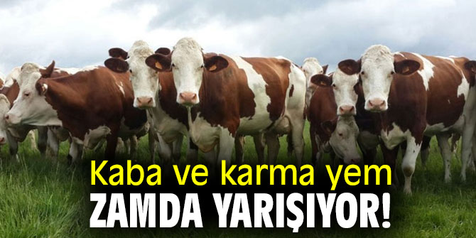 Kaba ve karma yem zamda yarışıyor!