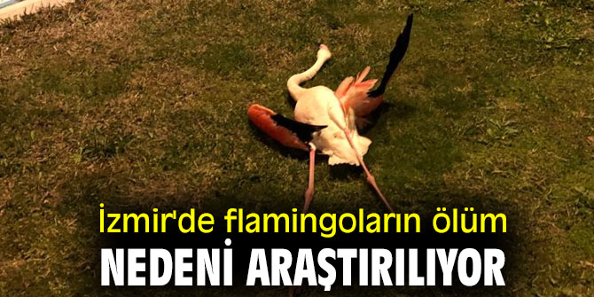 İzmir'de flamingoların ölüm nedeni araştırılıyor