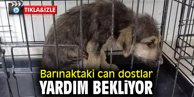 Barınaktaki can dostlar yardım bekliyor