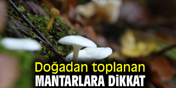 Uzmanından uyarı: “Dağdan bulduğunuz mantarları yemeyin”