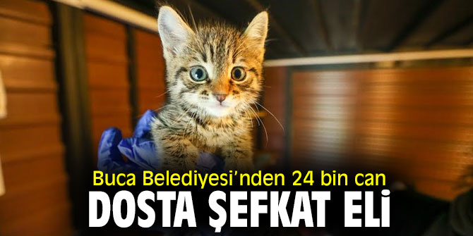 Sokak hayvanları Buca’da yalnız değil 